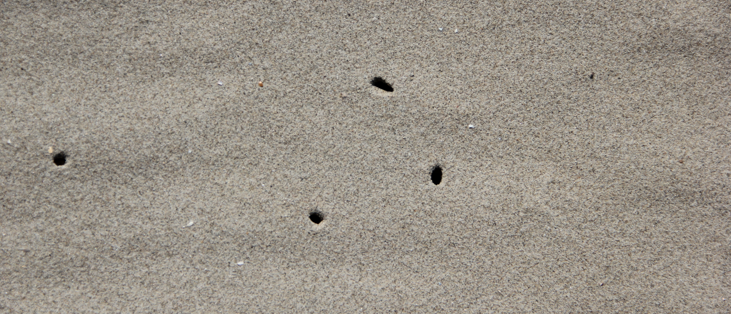 Zandvlooien – wat kan je er tegen doen en hoe herken je ze? ⛱️