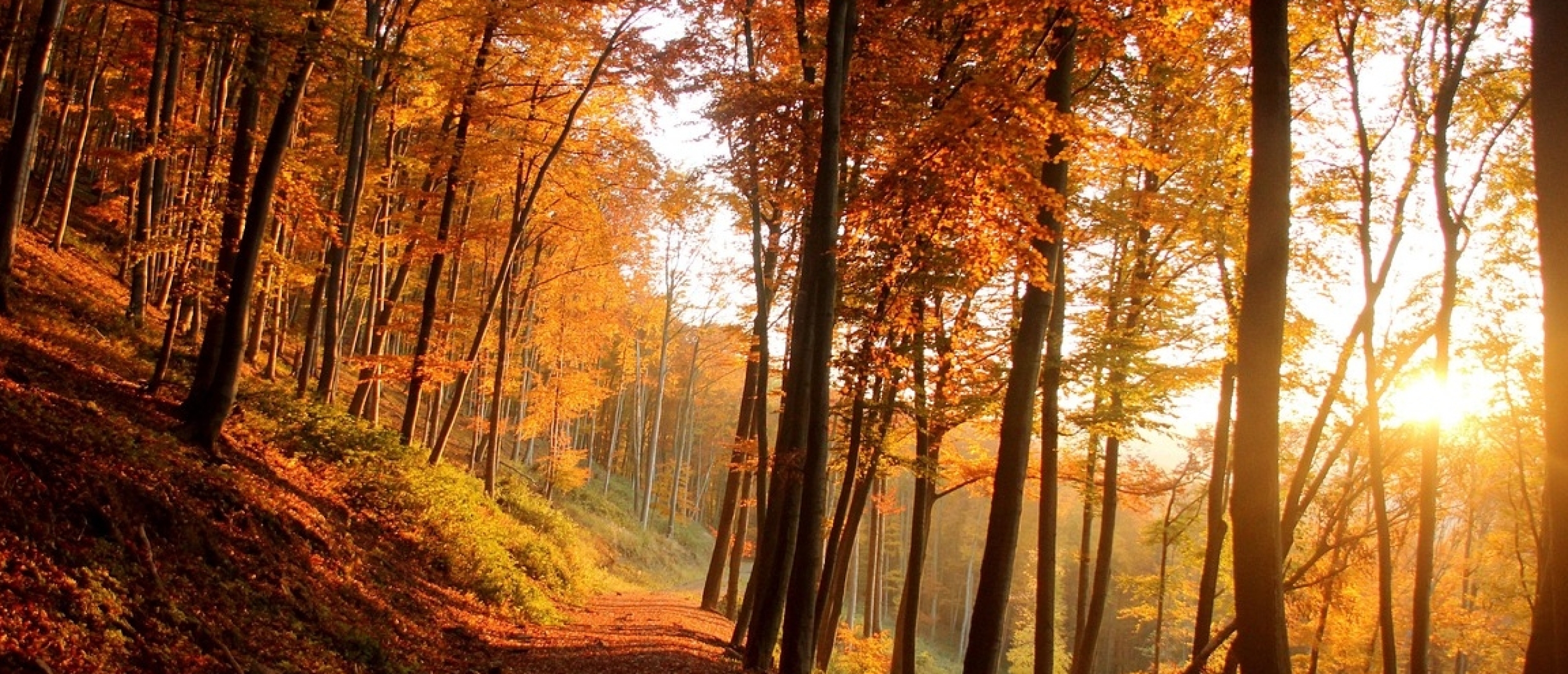 forest herfst