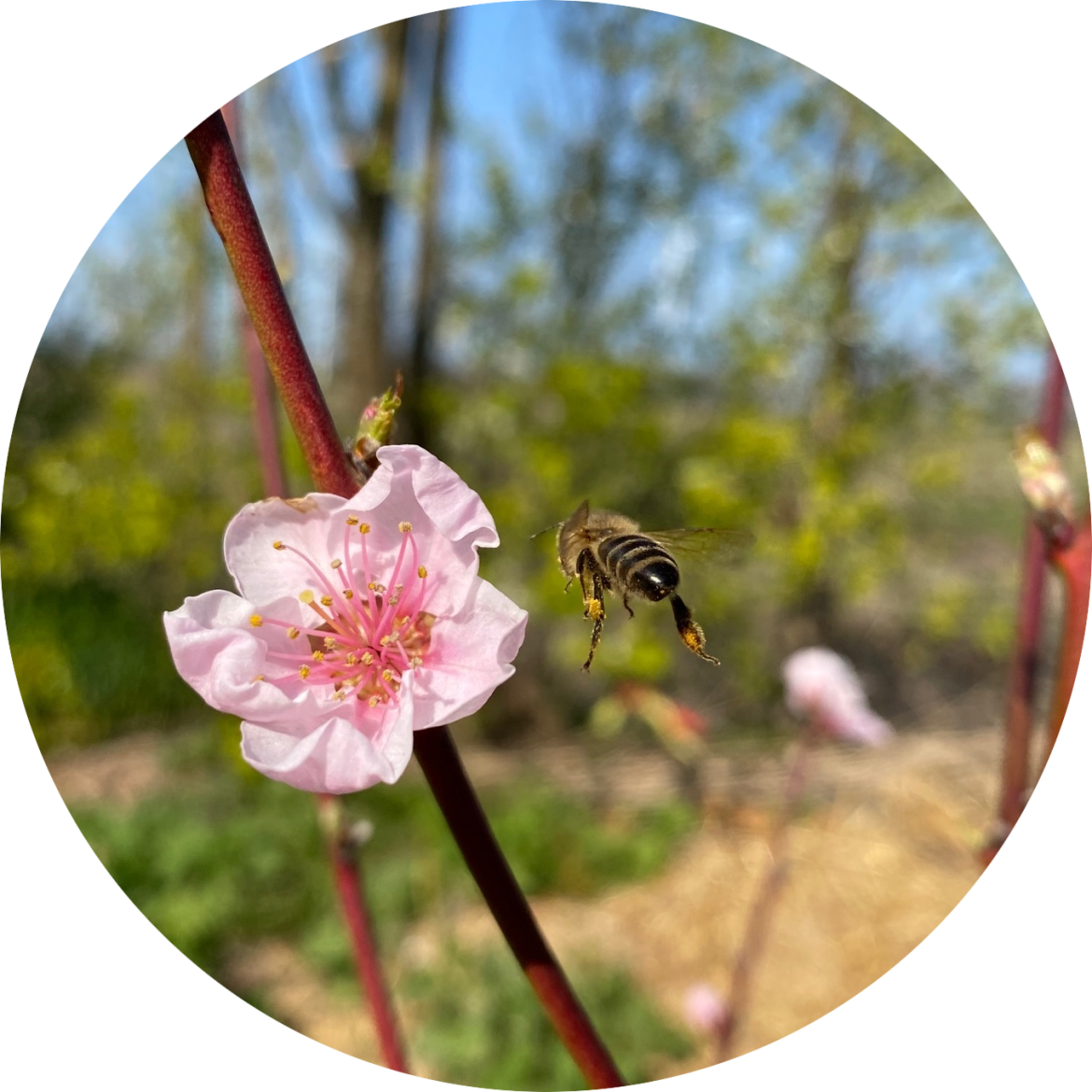 Bij vliegt naar prunus bloesem