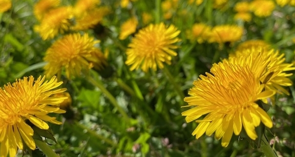 Veldje paardenbloemen