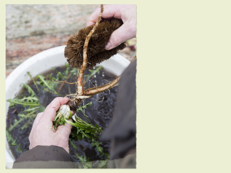 wildplukken-paardenbloemwortel-infusie