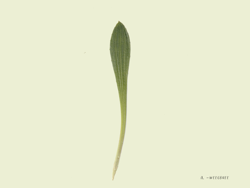 determineren-wildplukken