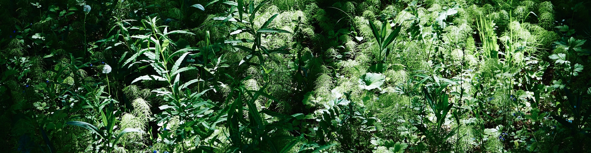 wildplukken-oerogen-herkennen