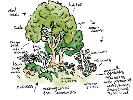 Engelstalige afbeelding van een voedselbos en de indeling en het nut ervan