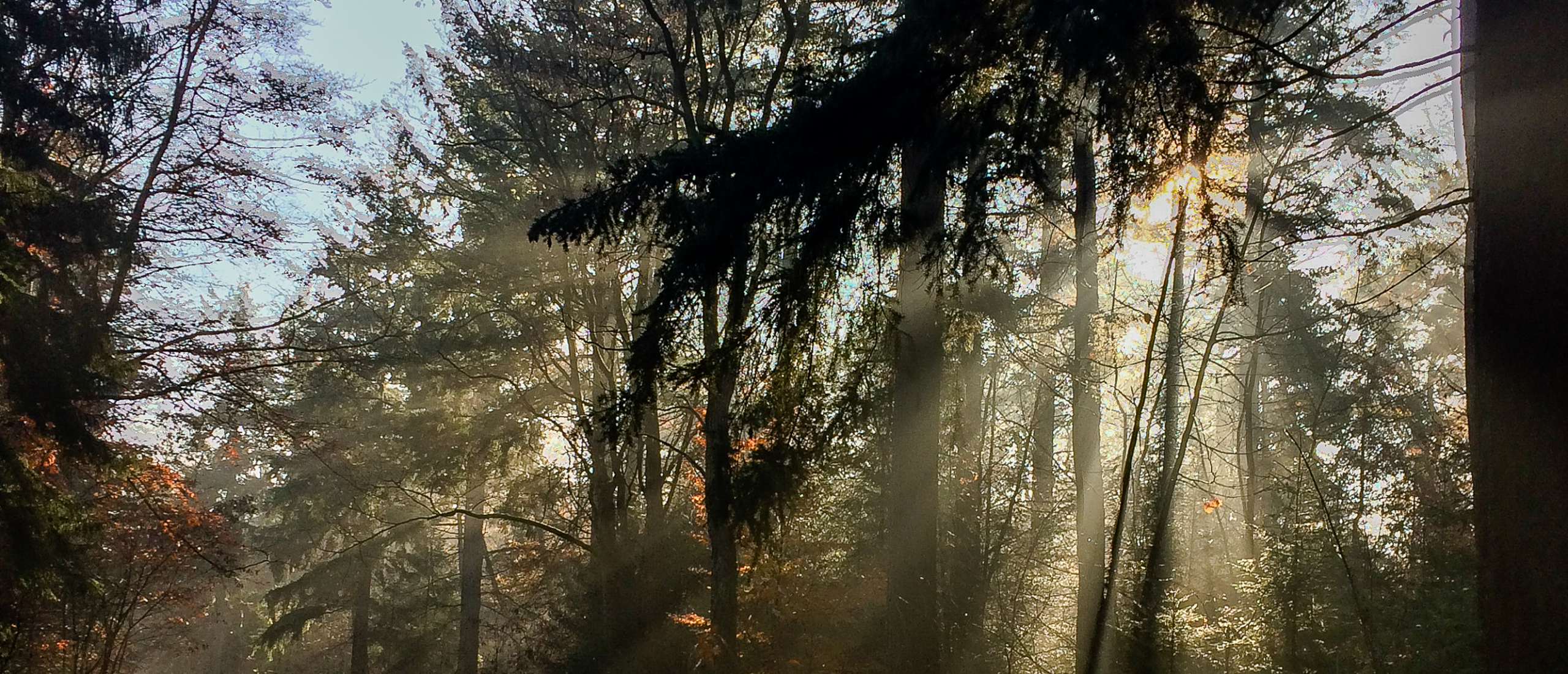 Naar binnen keren tijdens de herfst - Wildplukverhaal