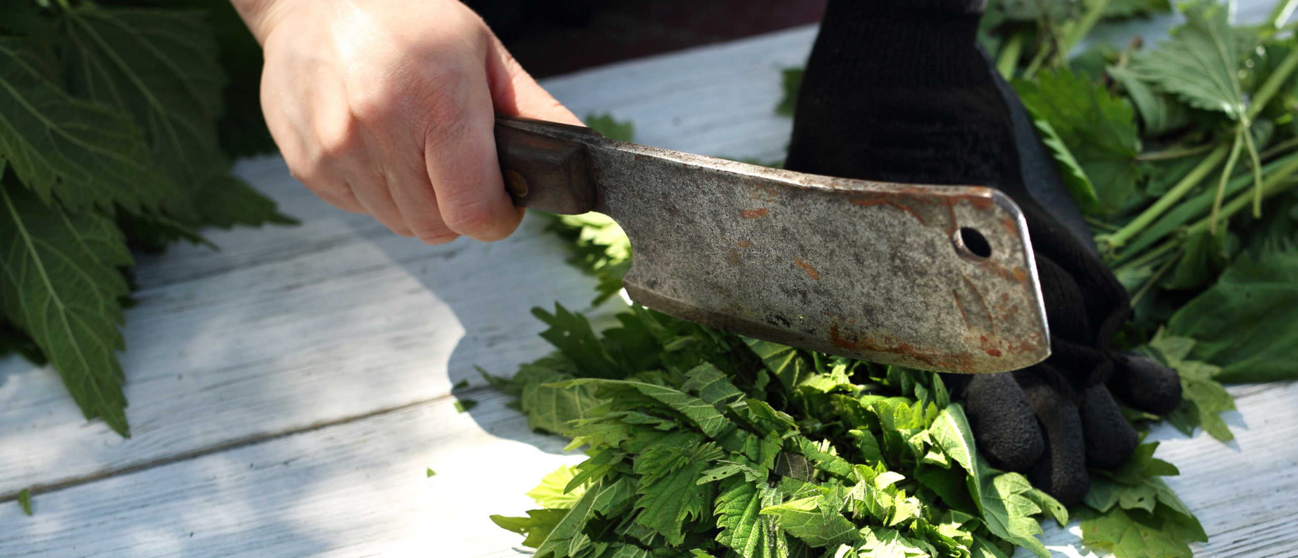 Buurman Hans en de vergeten groente brandnetel - mét wild risotto recept