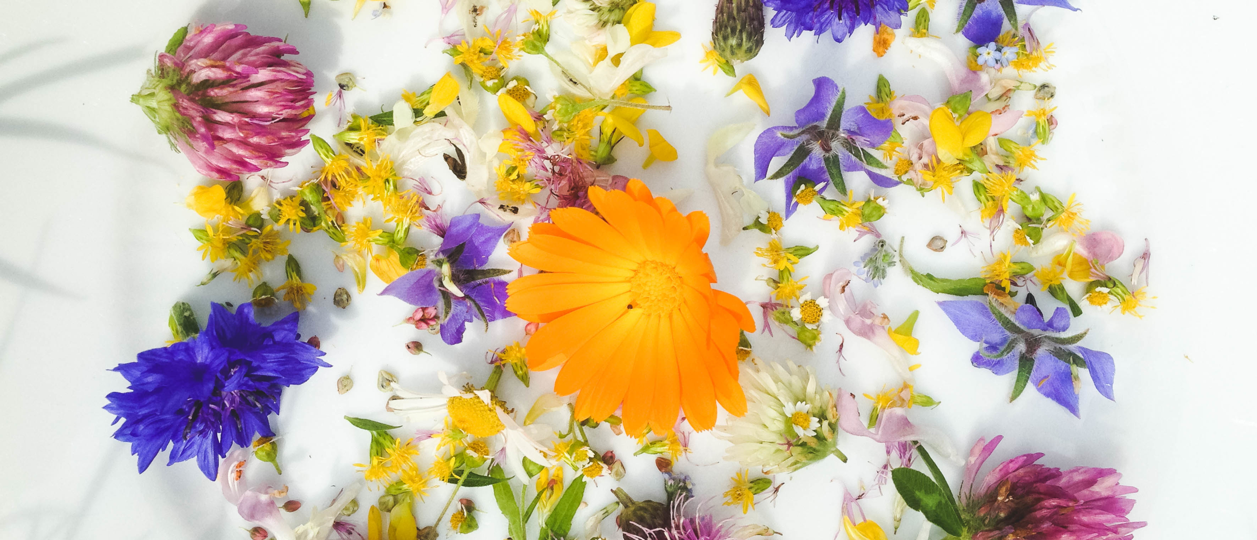 Wildpluk gratis eetbare bloemen - oogsten - bewaren - in de keuken
