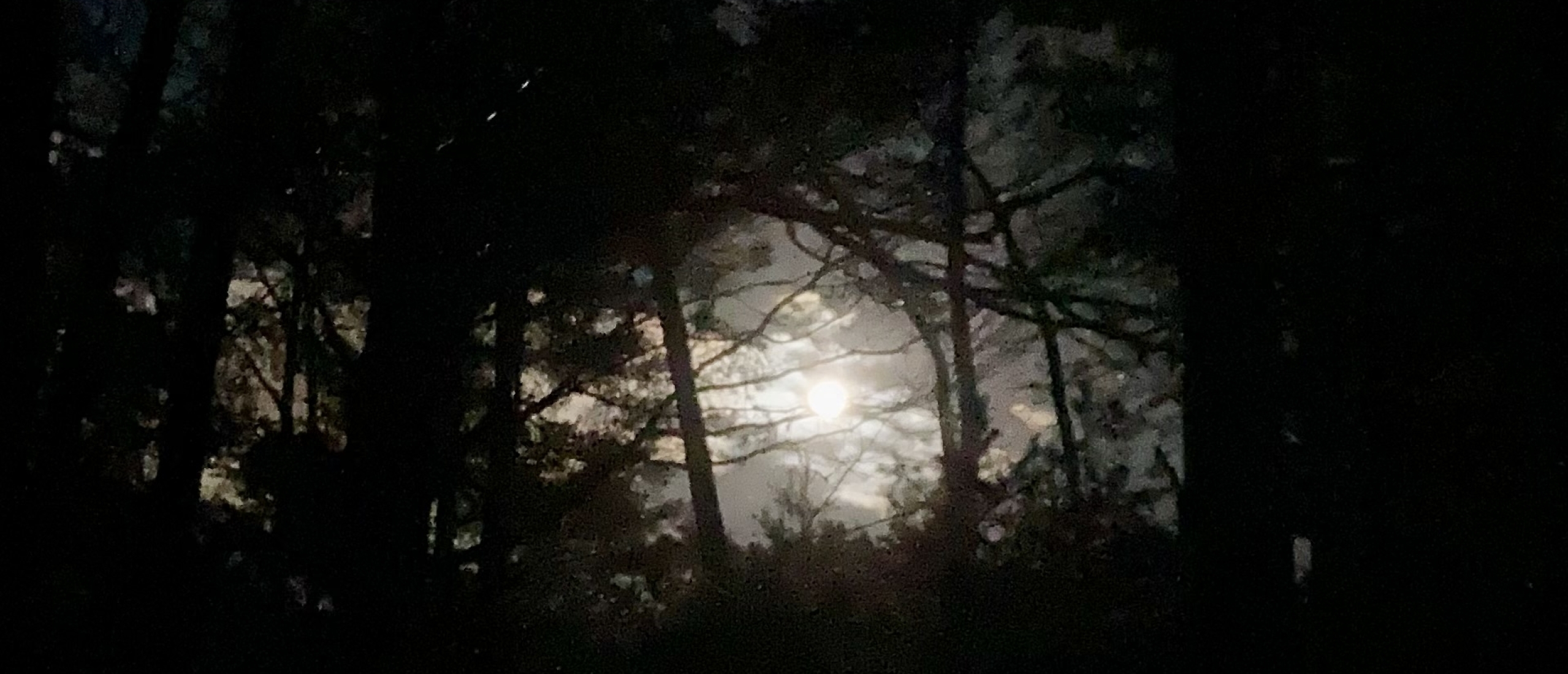 Bosbaden met volle maan