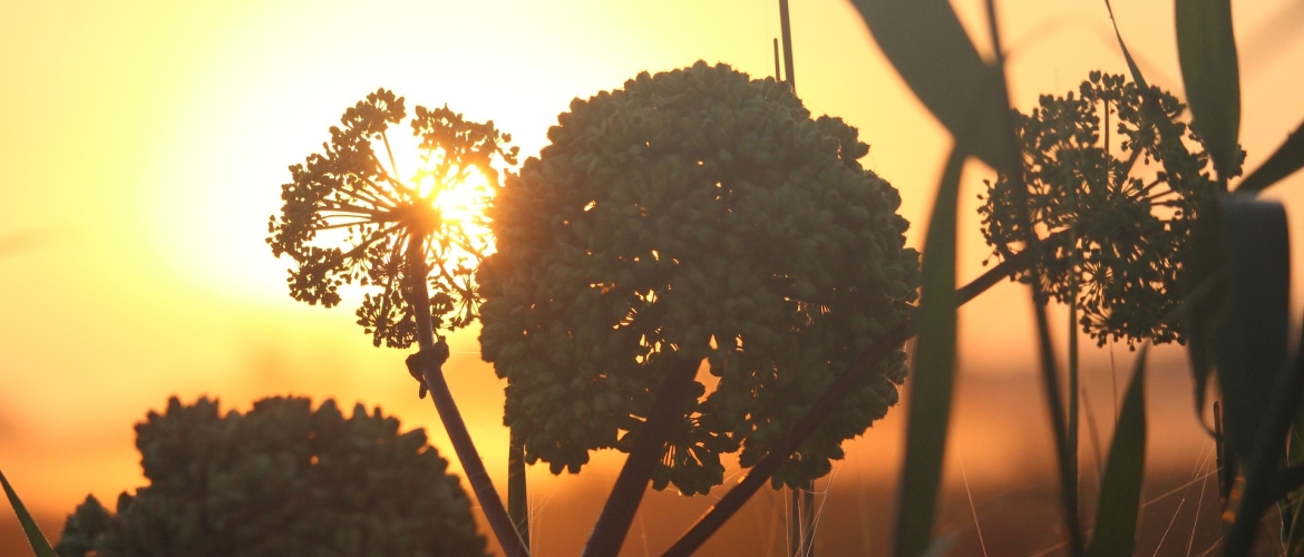 Engelwortel, het perfecte kruid voor ontspanning