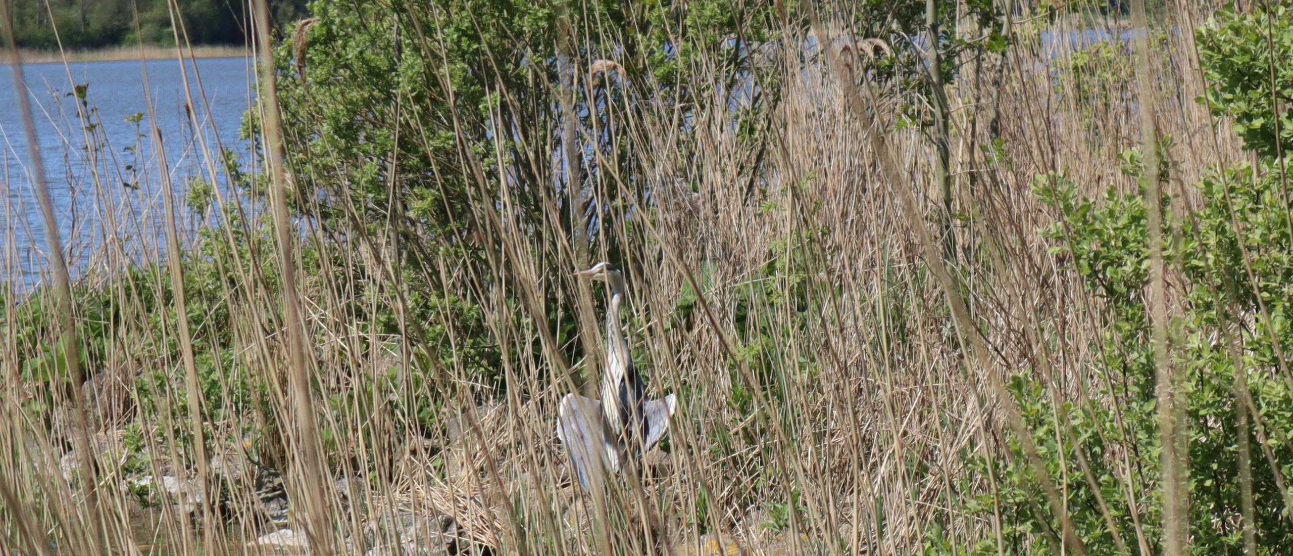 Met een hart vol liefde begroeven we samen de dode reiger
