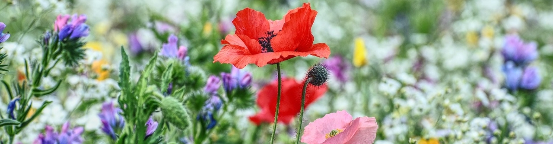 Bloemenweide