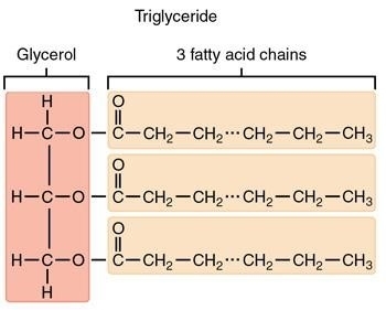 De structuur van een triglyceride