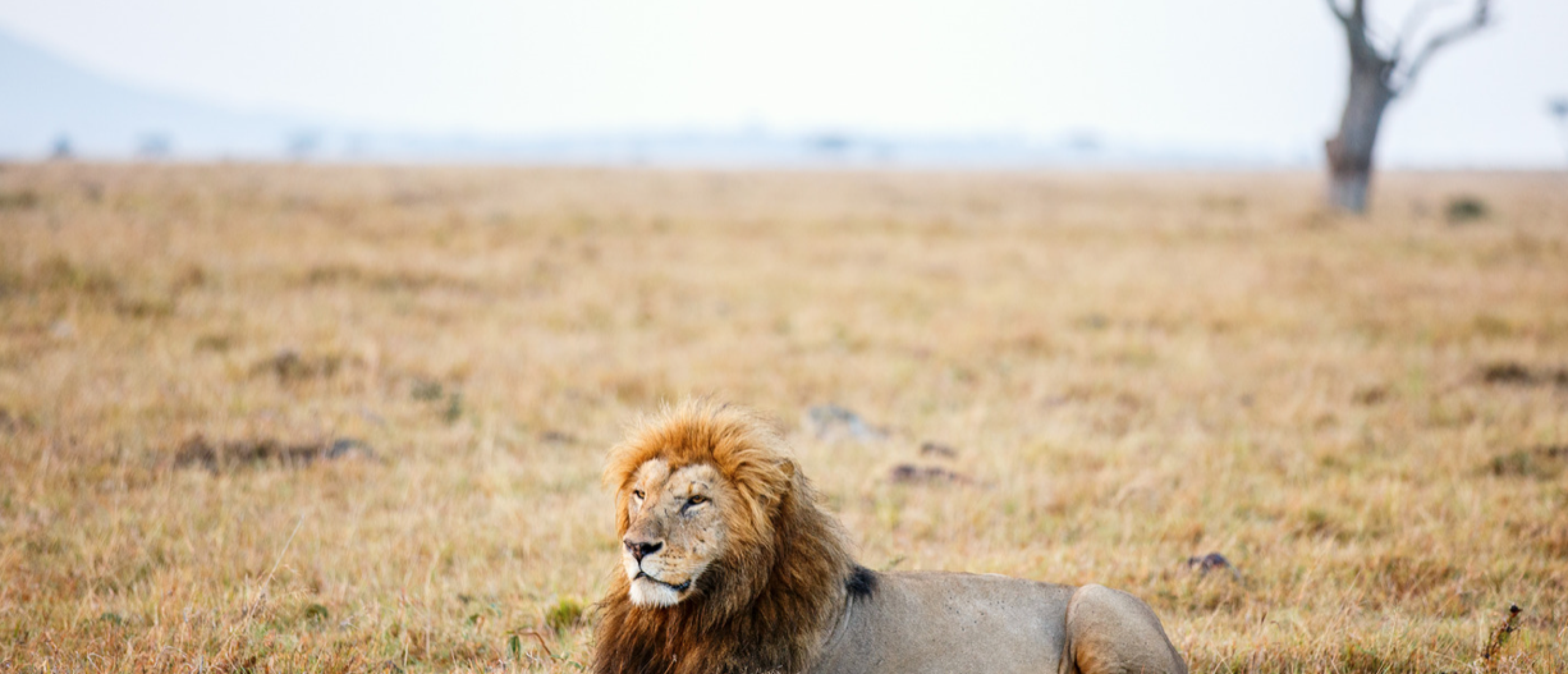 Op safari in Afrika? Dit zijn de 5 beste bestemmingen!