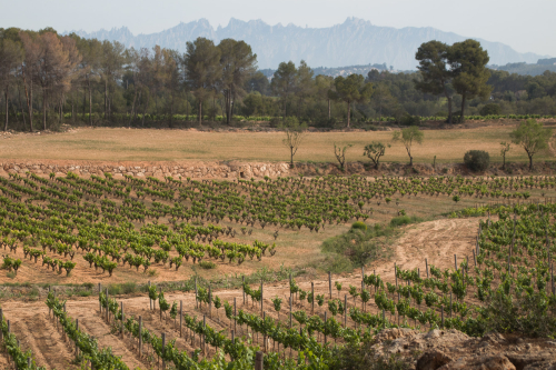 Penedes