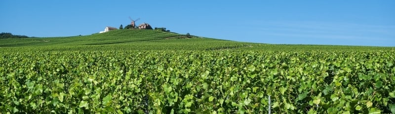 wijnregio Frankrijk