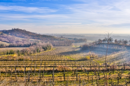 friuli wijngaarden