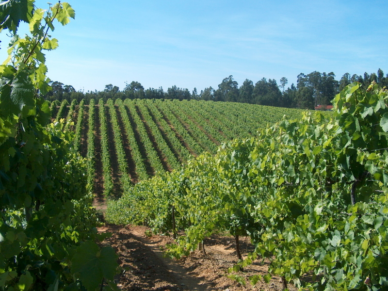 vinho verde