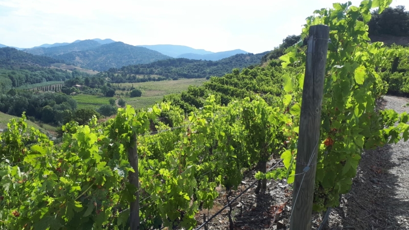 Priorat wijnregio