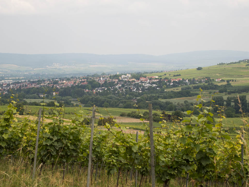 wijnregio rheinhessen