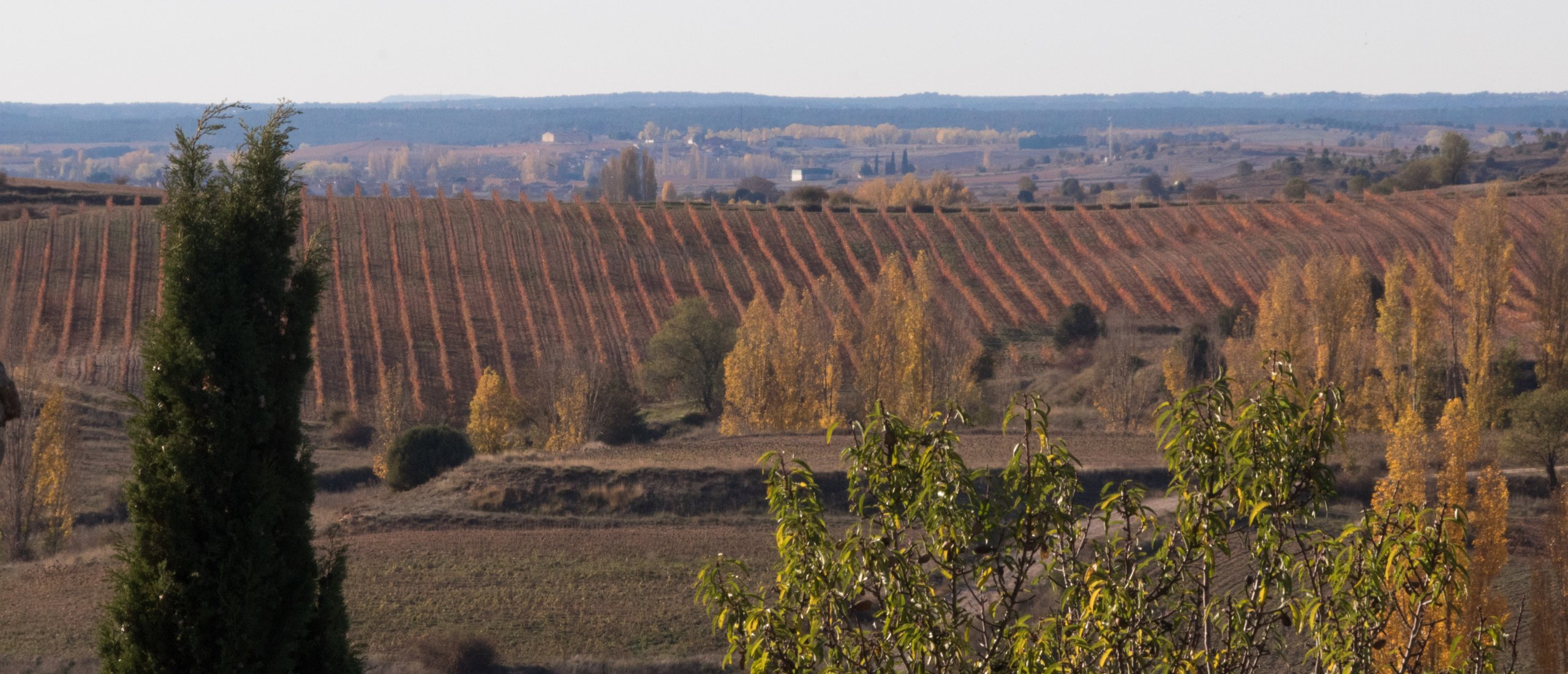 Ribera del Duero