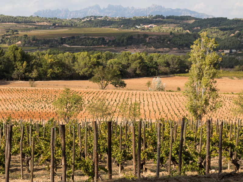 penedes het gebied van de cava