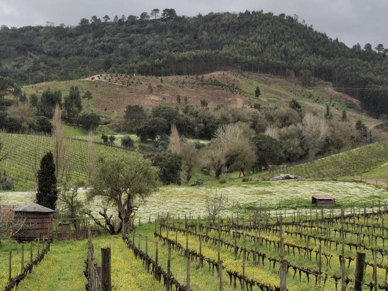 winery lisboa