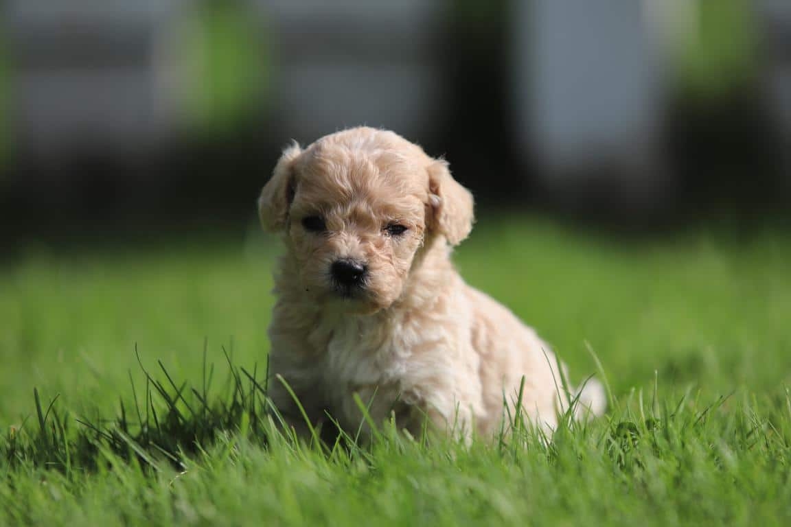 maltipoo pup te koop