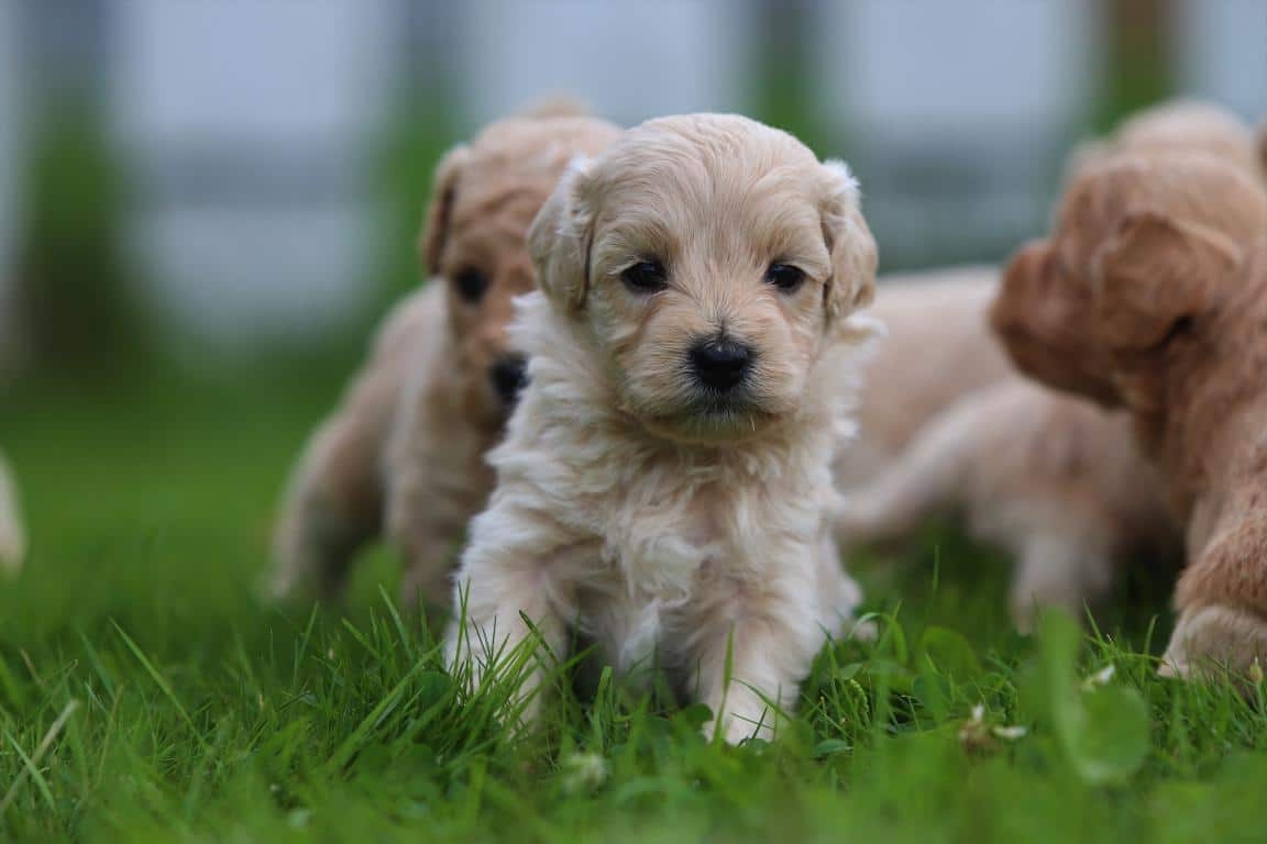 maltipoo pup te koop
