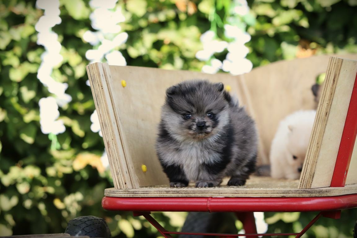 pomeriaan pup te koop