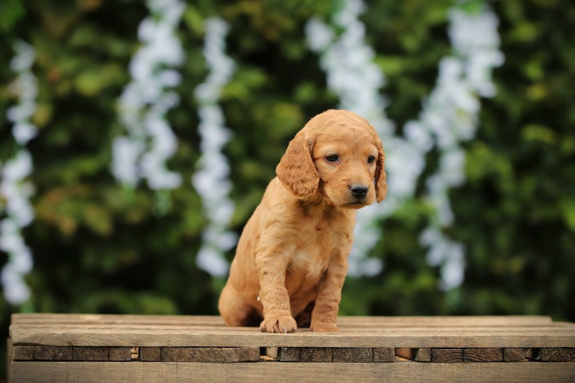 cockapoo pups te koop