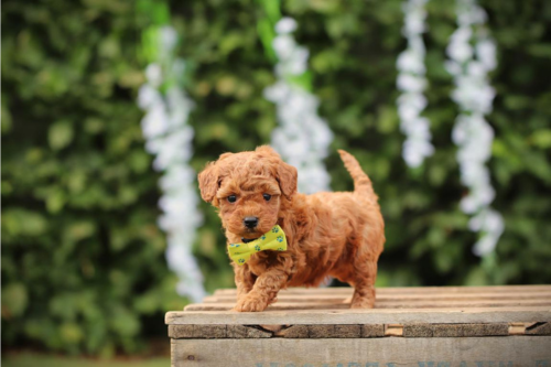 dwergpoedel puppie aanschaffen