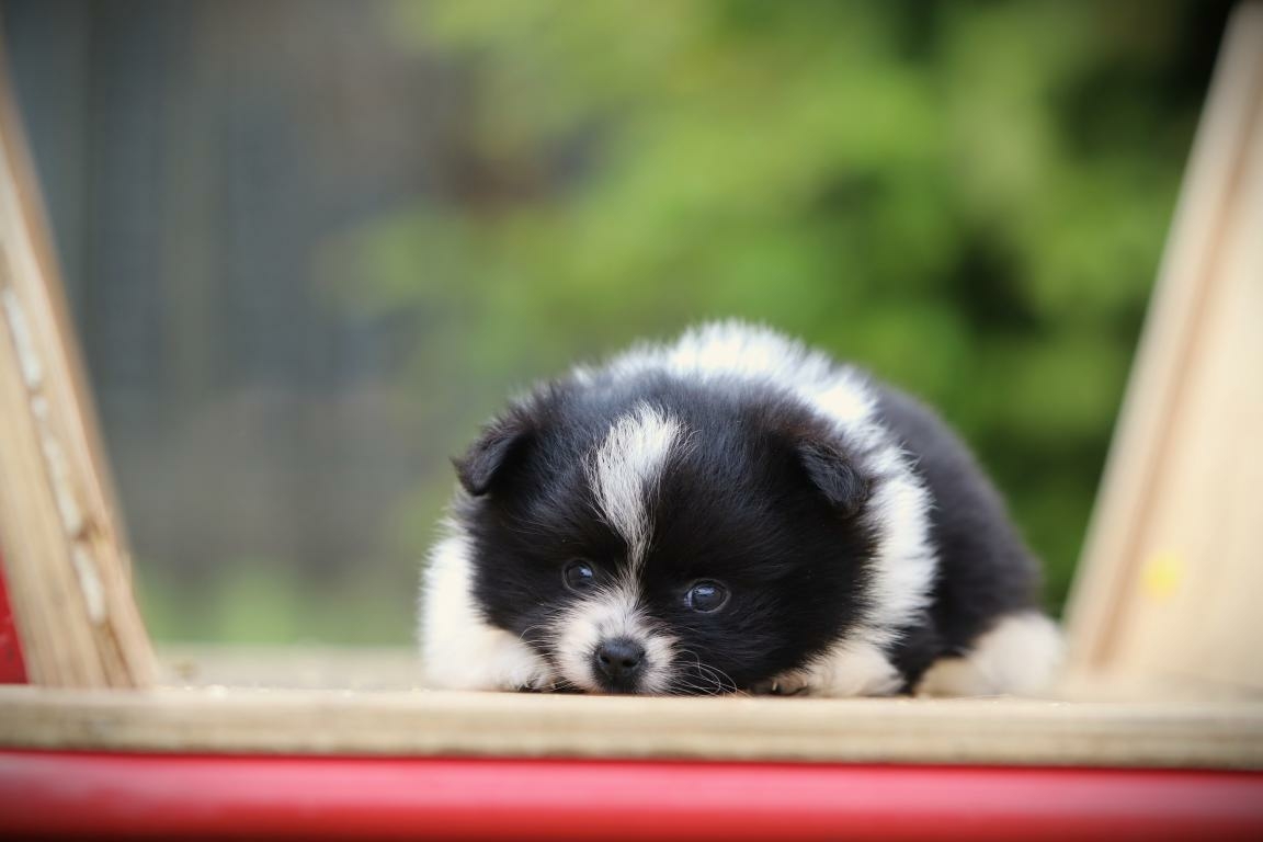 Pomeriaan puppy te koop