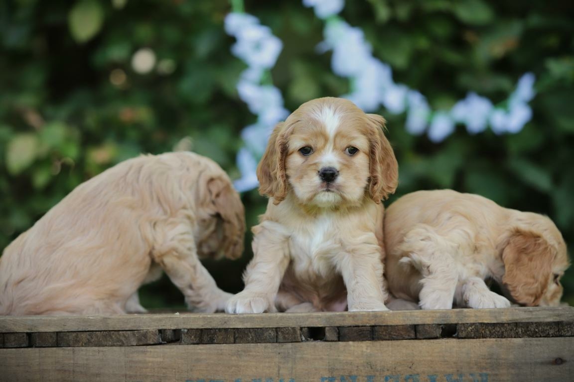 Amerikaanse Cocker - Cocker Américain