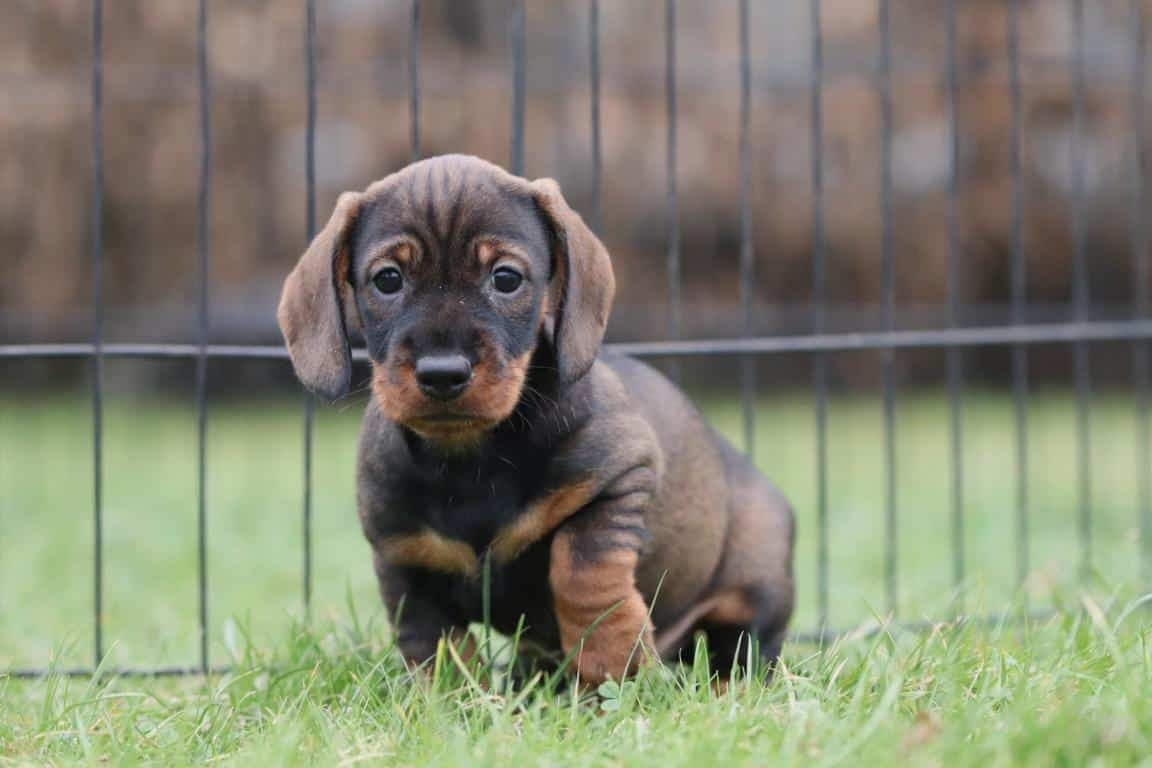 langharige teckel kopen