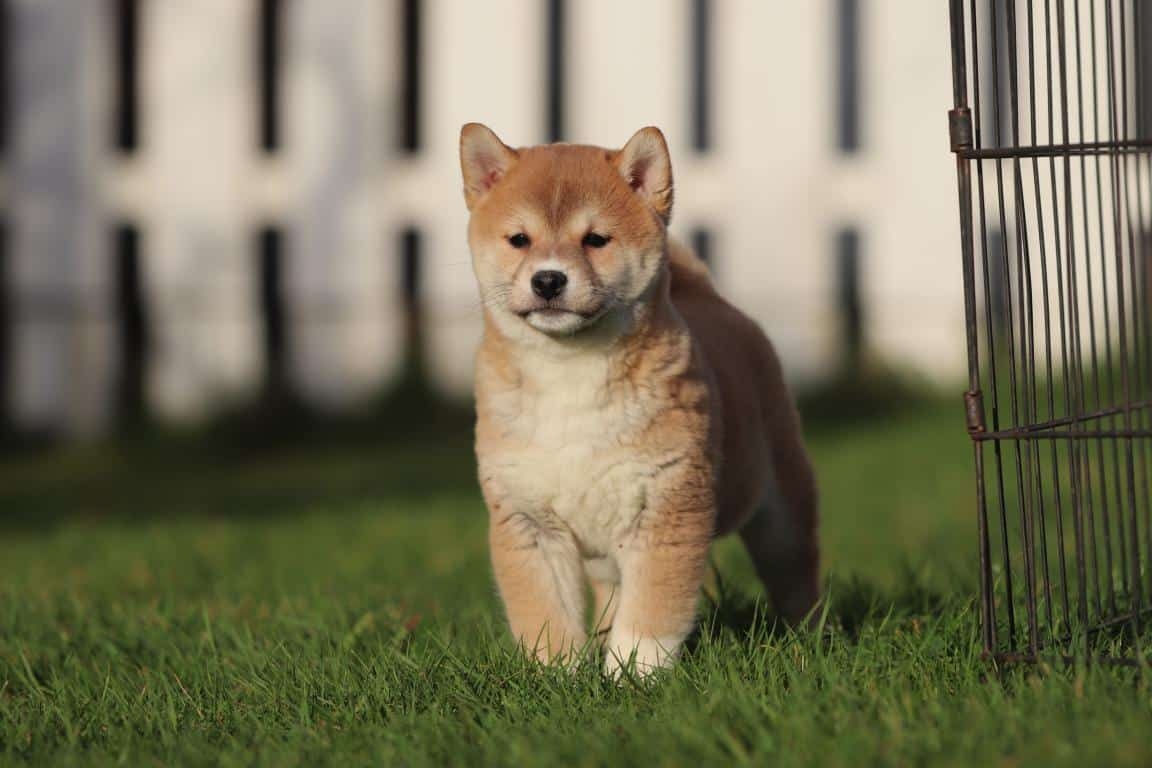 Shiba Inu te koop