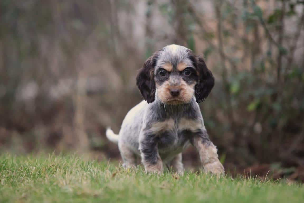 Engelse Cocker Spaniel PUP TE KOOP