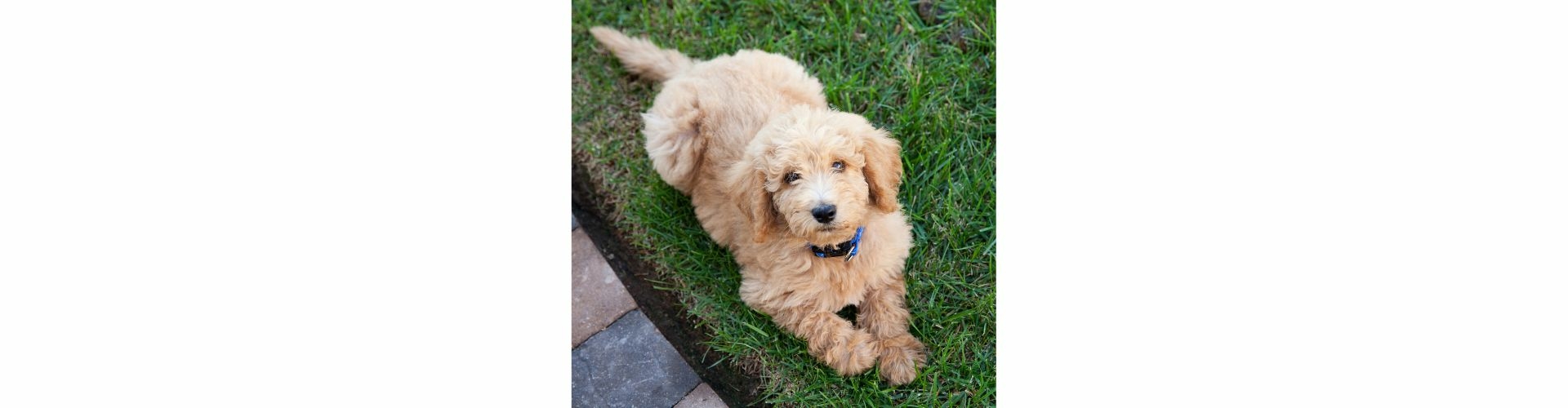 Labradoodle pup te koop