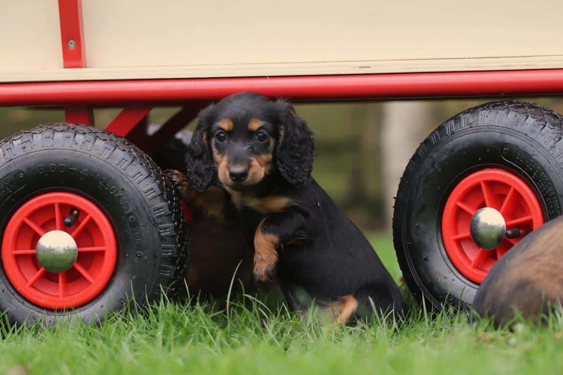 langharige teckel kopen