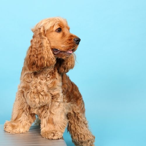 amerikaanse cocker pup kopen