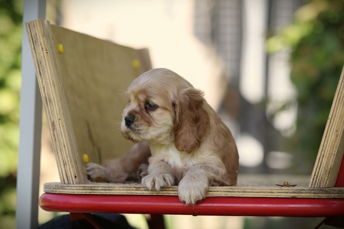 Amerikaanse Cocker pup te koop