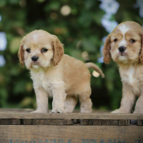 amerikaanse-cocker-spaniel-teef-5415-1