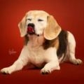 beagle puppy te koop