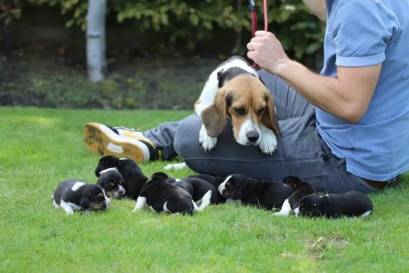 Beagle Puppies Fokkerij
