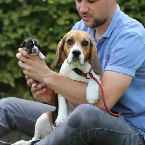 Beagle puppy prijzen