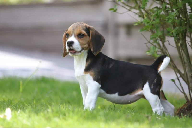 Hoe groot wordt een Beagle