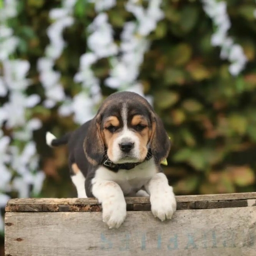 Beagle Puppies Fokkerij