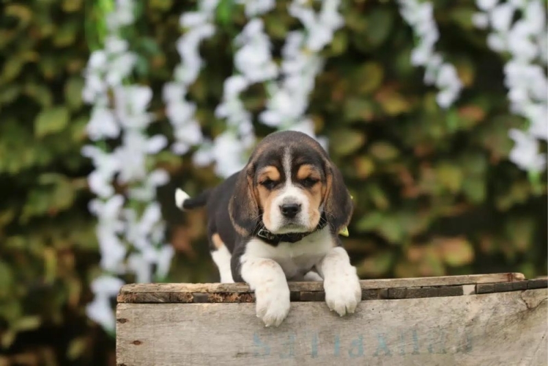 Beagle Puppies Fokkerij