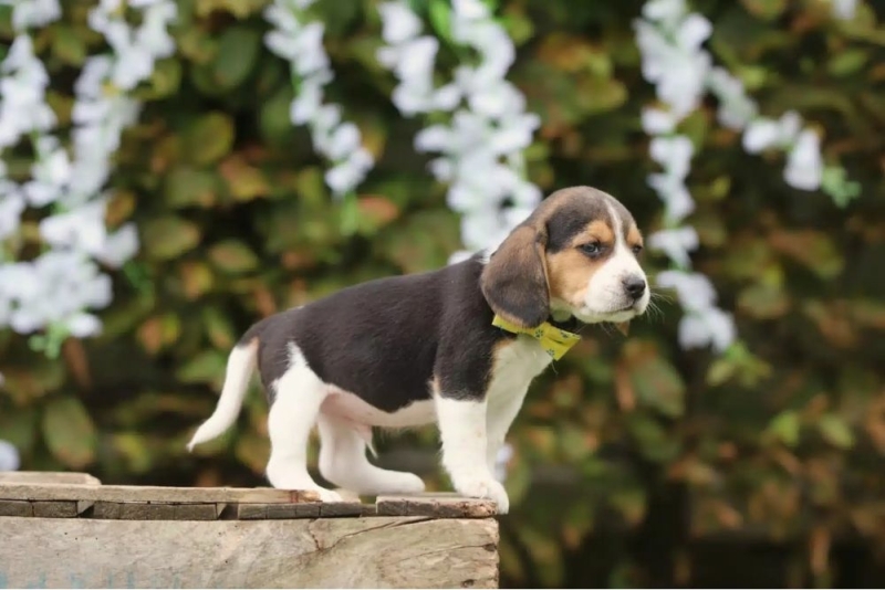 Beagle Pup Voedingsadvies