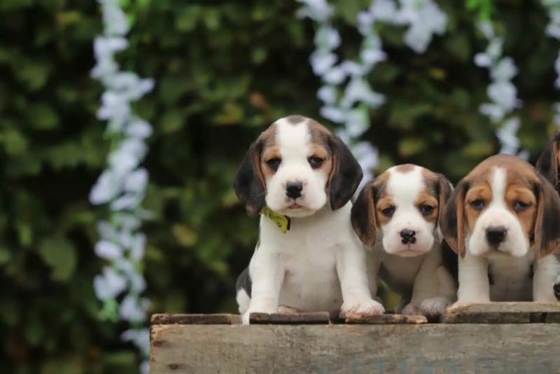Beagle puppy's in verschillende kleuren Beagle puppy's in verschillende kleuren