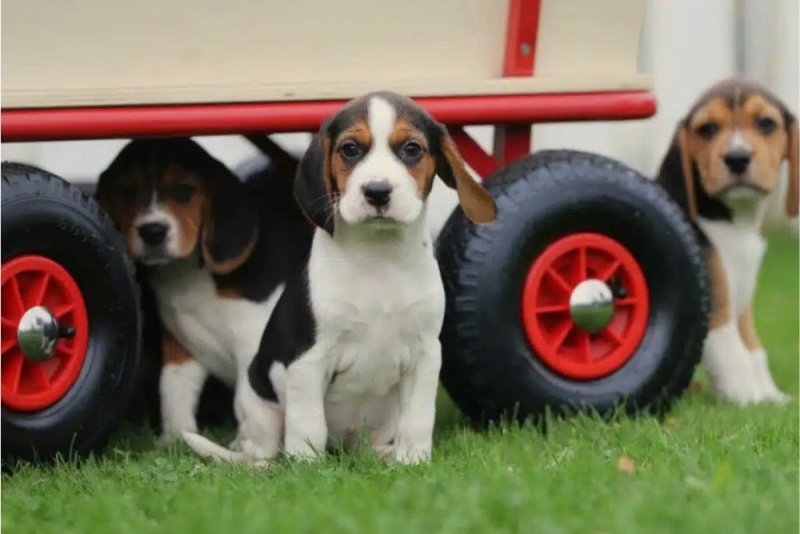 Beagle Opvoeding en Training